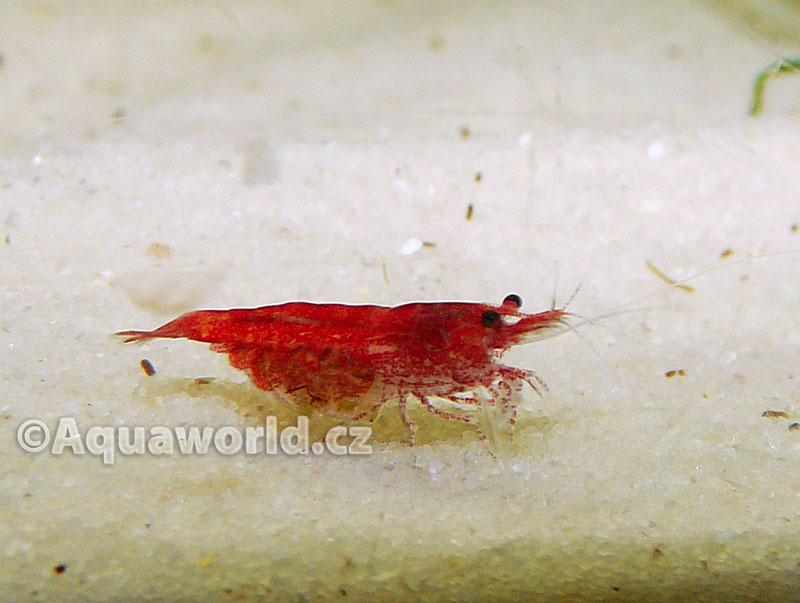 Neocaridina heteropoda red cherry   - Krevetka Červené Rajče  