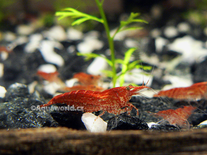 Neocaridina heteropoda red cherry   - Krevetka Červené Rajče  