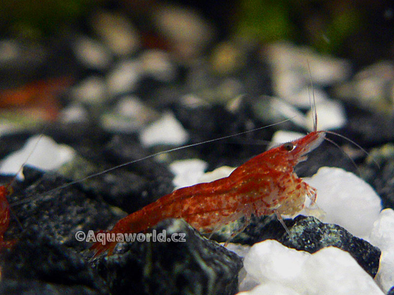 Neocaridina heteropoda red cherry   - Krevetka Červené Rajče  