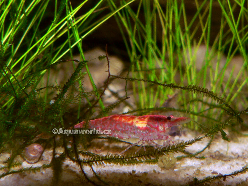 Neocaridina heteropoda red cherry   - Krevetka Červené Rajče  