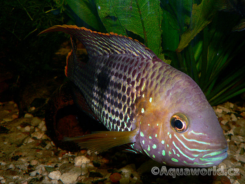 Aequidens Rivulatus - Akara Potoční