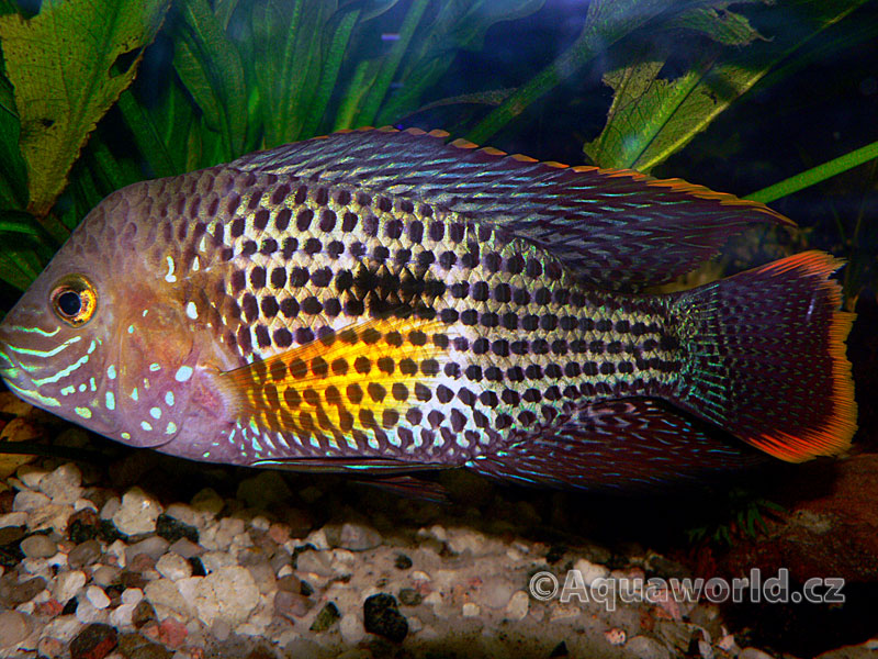 Aequidens Rivulatus - Akara Potoční