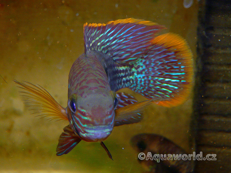 Aequidens Rivulatus - Akara Potoční