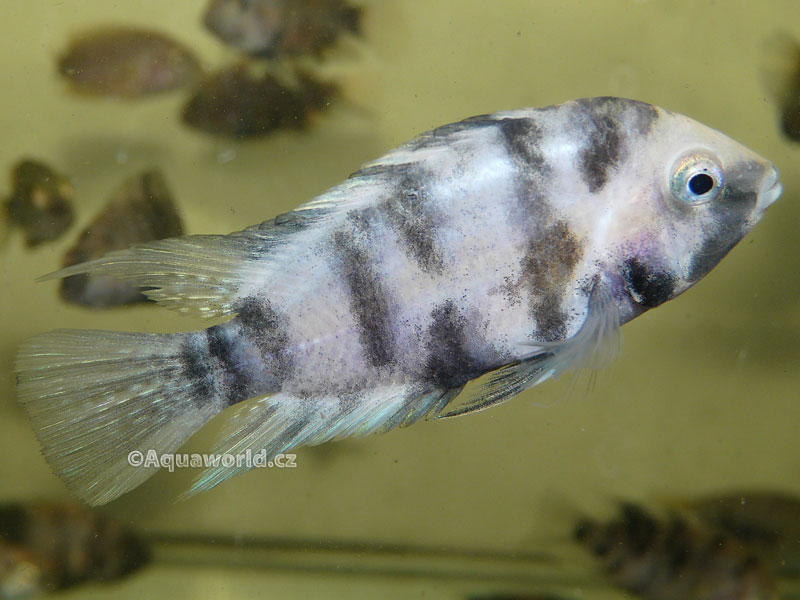 Amatitlania Nigrofasciata OB - Kančík Příčnopruhý Strakatý