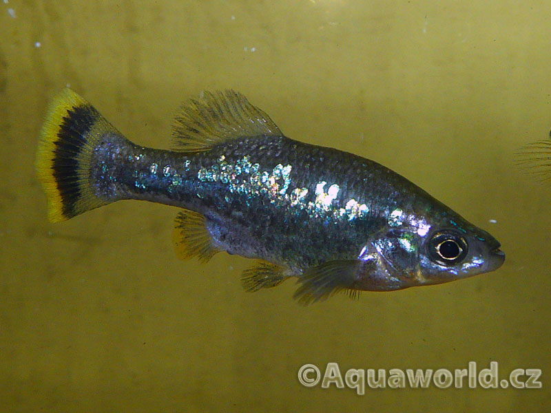 Ameca Splendens - Guadea Motýlková