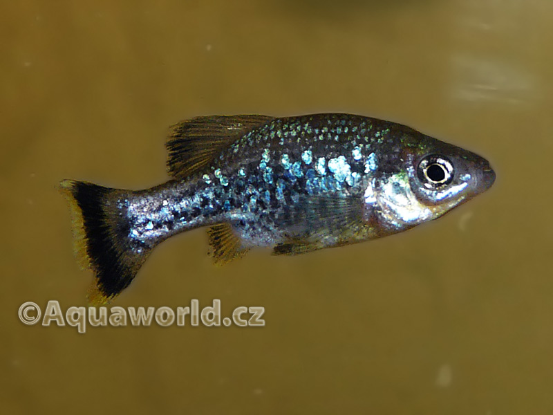 Ameca Splendens - Guadea Motýlková