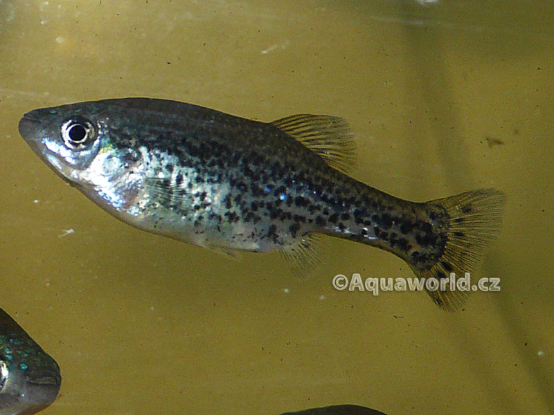 Ameca Splendens - Guadea Motýlková