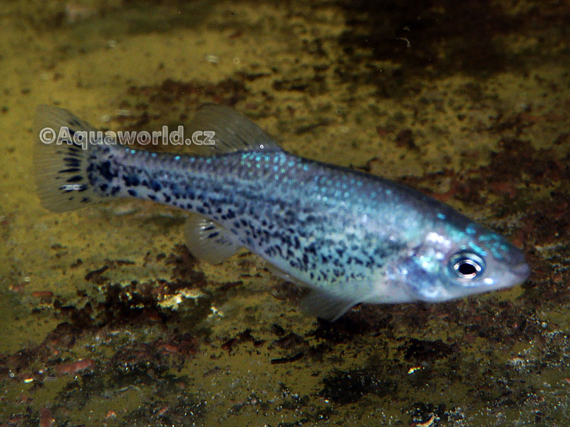 Ameca Splendens - Guadea Motýlková