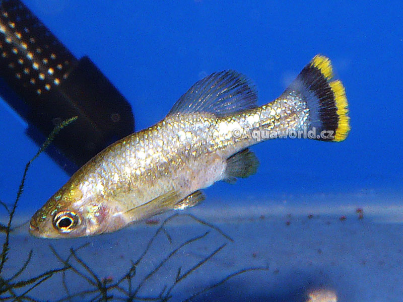 Ameca Splendens - Guadea Motýlková