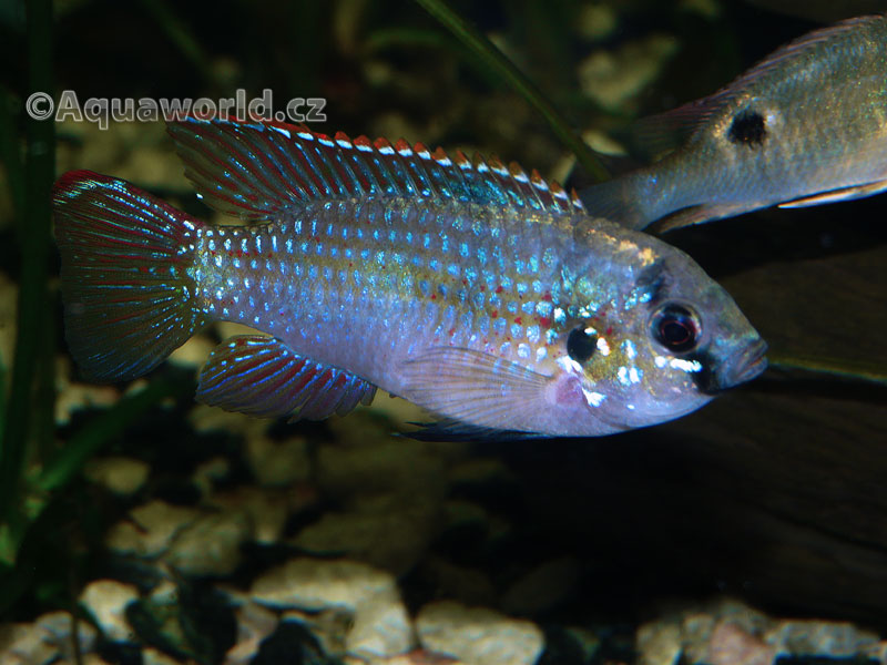 Anomalochromis Thomasi - Pestřenec Thomasův