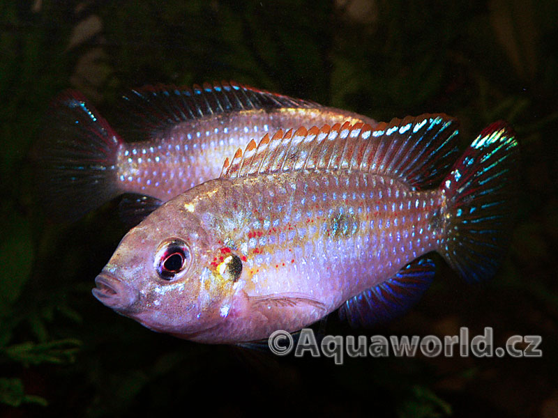 Anomalochromis Thomasi - Pestřenec Thomasův