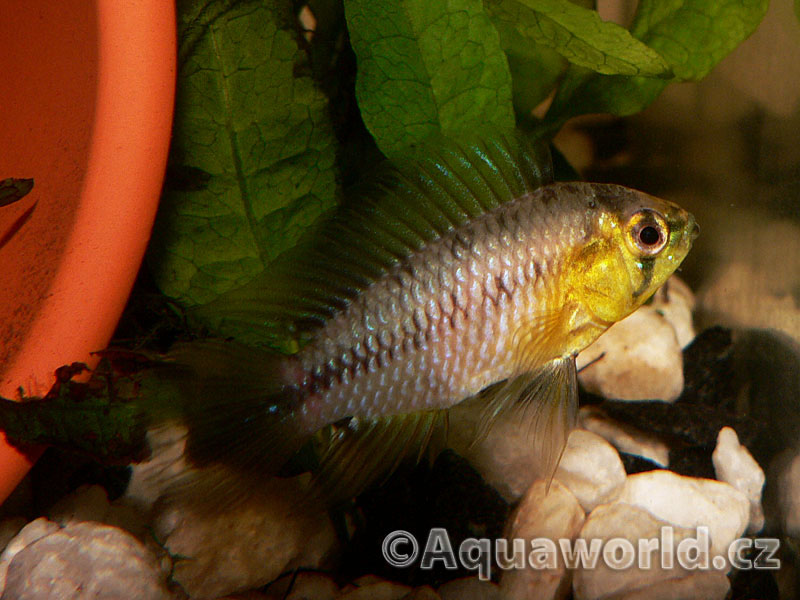 Apistogramma Borelli - Cichlidka Borelliho