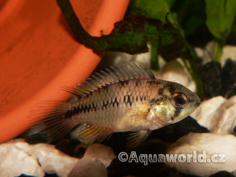 Apistogramma Borelli - Cichlidka Borelliho