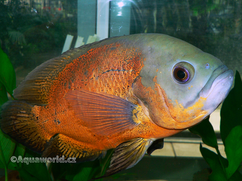 Astronotus ocellatus - Vrubozubec Paví