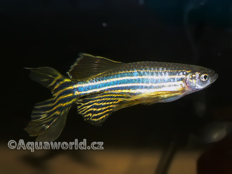 Brachidanio Rerio - Danio Pruhované