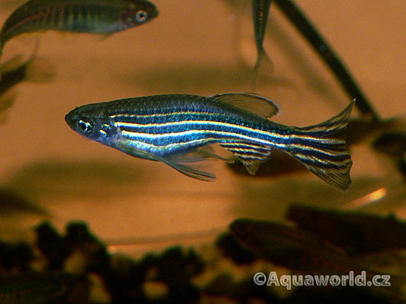 Brachidanio Rerio - Danio Pruhované