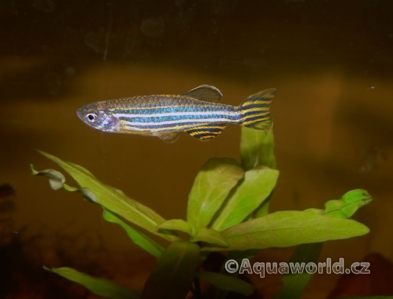 Brachidanio Rerio - Danio Pruhované