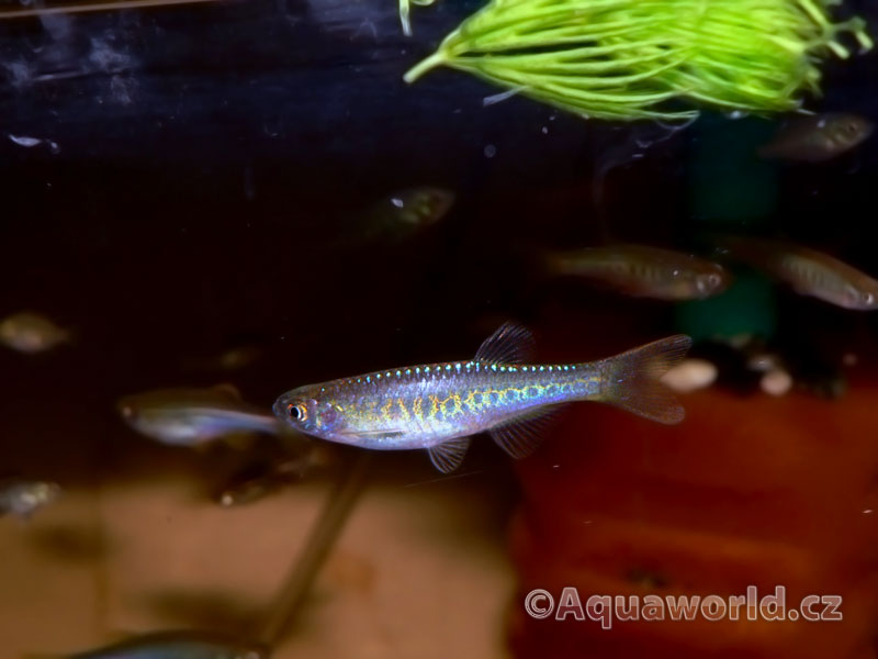 Danio sp. Pantheri - Danio Panteří