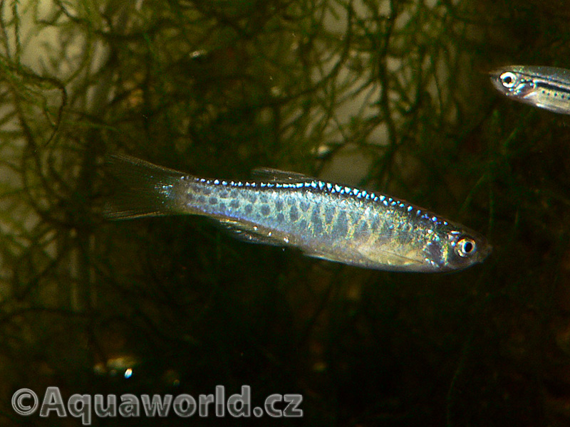 Danio sp. Pantheri - Danio Panteří