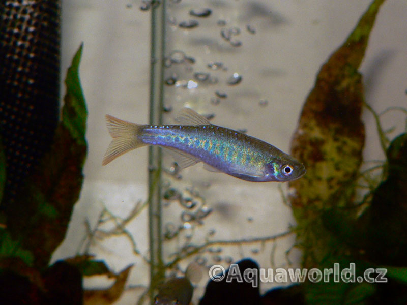 Danio sp. Pantheri - Danio Panteří