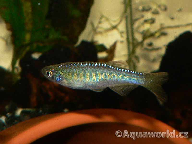 Danio sp. Pantheri - Danio Panteří