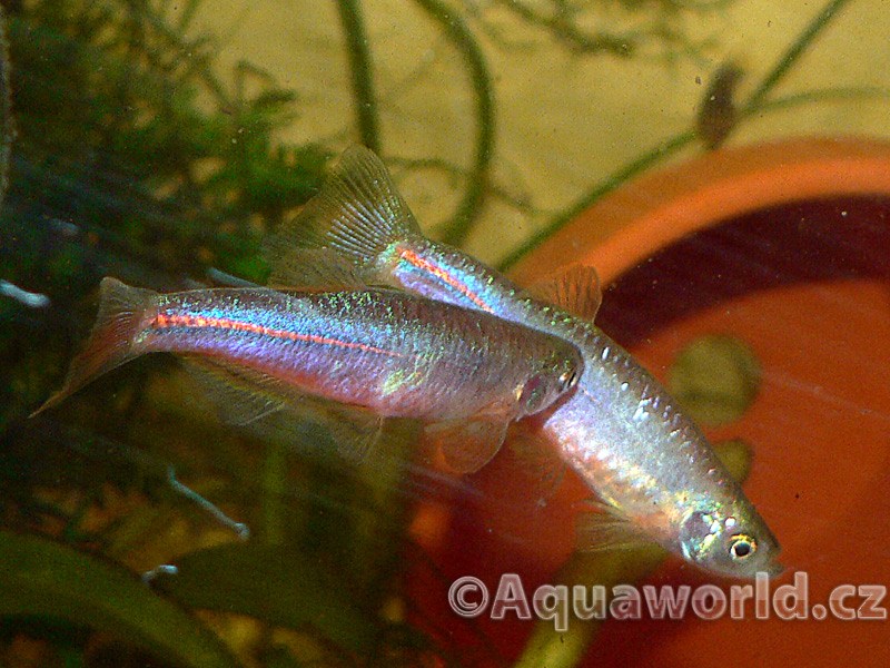 Danio Albolineatus - Danio Duhové