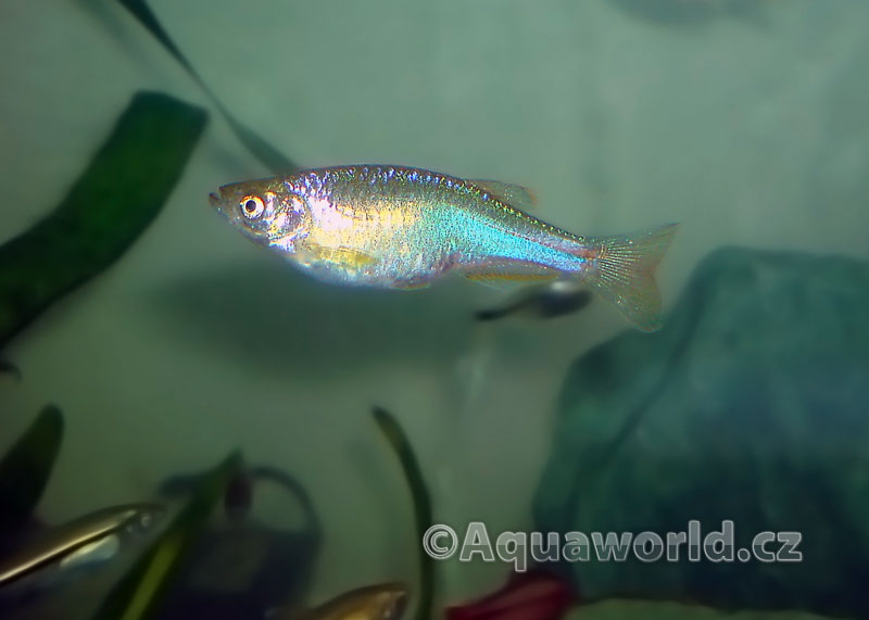 Danio Albolineatus - Danio Duhové