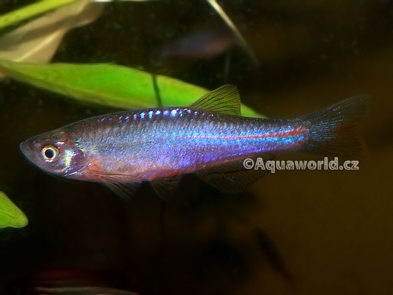 Danio Albolineatus - Danio Duhové