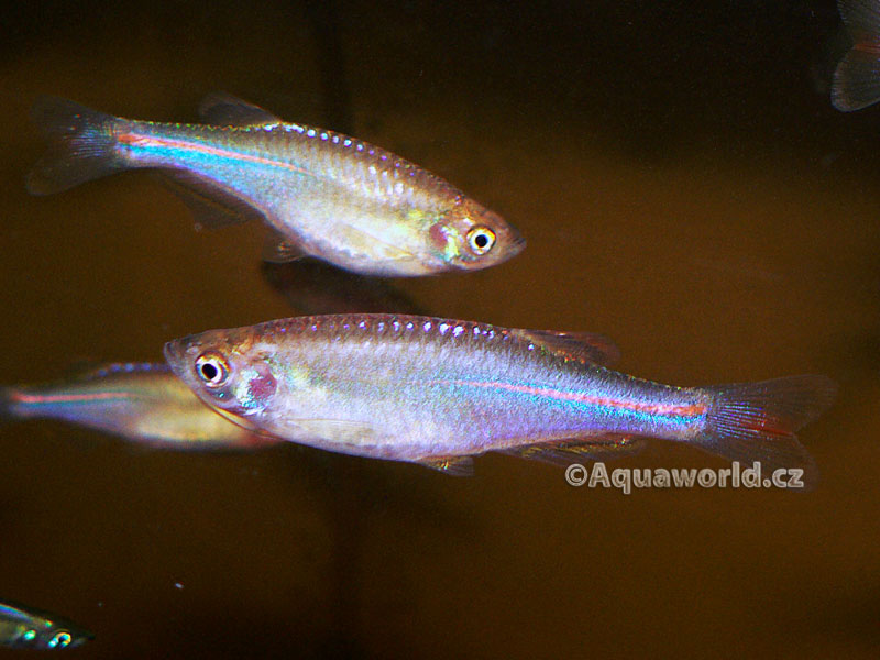 Danio Albolineatus - Danio Duhové