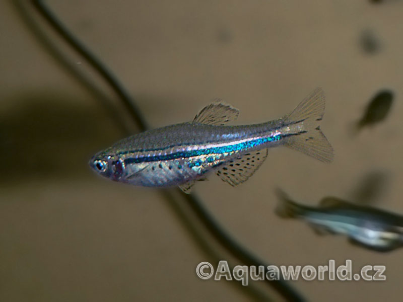 Danio Nigrofasciatus - Danio Tečkované