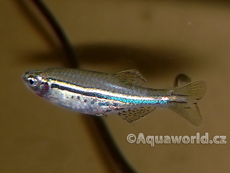 Danio Nigrofasciatus - Danio Tečkované