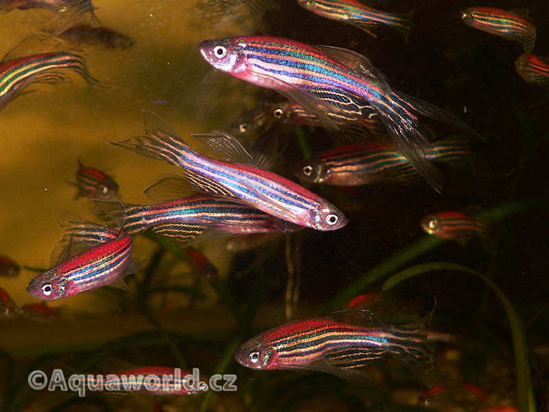 Danio sp. GloFish - Danio Zářivé (svítící)