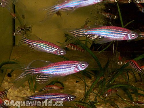 Danio sp. GloFish - Danio Zářivé (svítící)