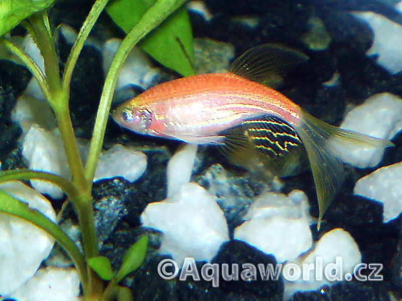 Danio sp. GloFish - Danio Zářivé (svítící)