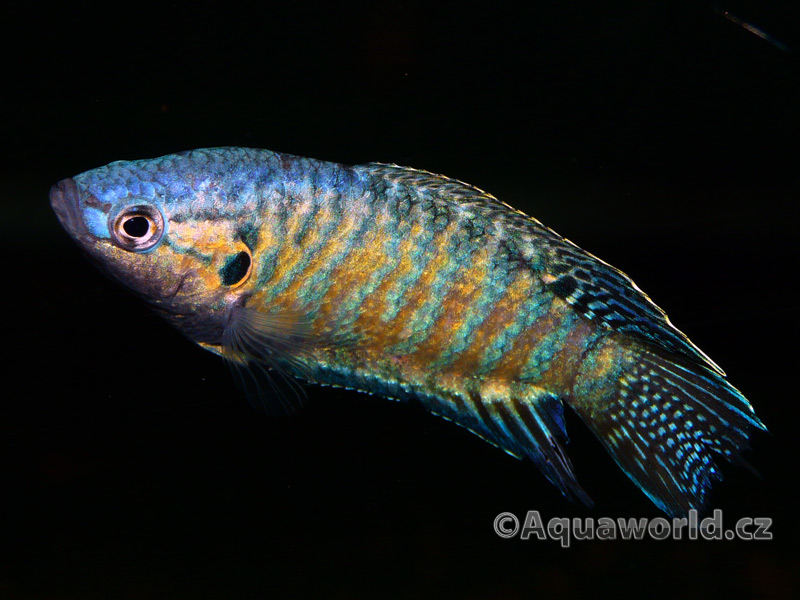 Macropodus opercularis blue - Rájovec Dlouhoploutvý modrý