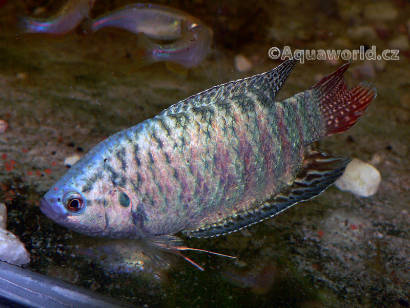 Macropodus opercularis blue - Rájovec Dlouhoploutvý modrý