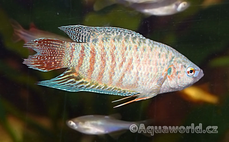 Macropodus opercularis blue - Rájovec Dlouhoploutvý modrý