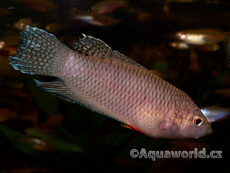 Macropodus spechtii - Rájovec Černý