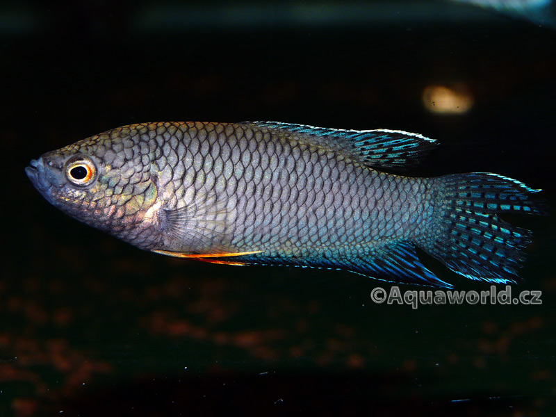 Macropodus spechtii - Rájovec Černý