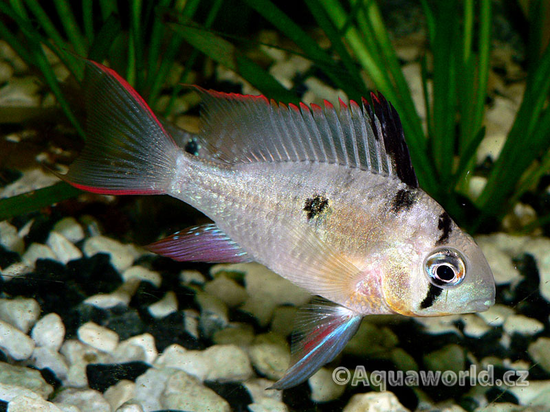 Mikrogeophagus Altispinosa - Cichlidka Vysokoploutvá