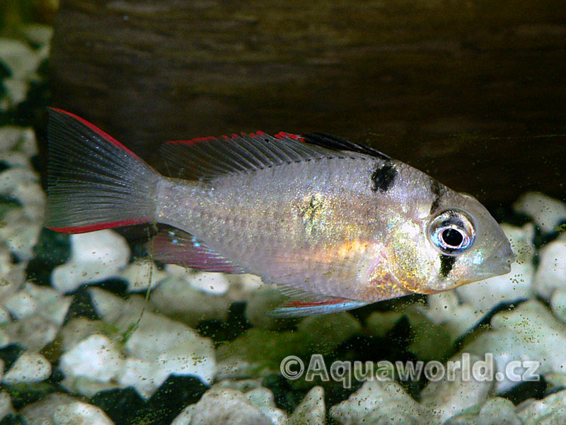 Mikrogeophagus Altispinosa - Cichlidka Vysokoploutvá