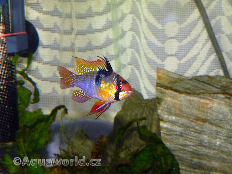 Mikrogeophagus Ramirezi - Cichlidka Ramirezova