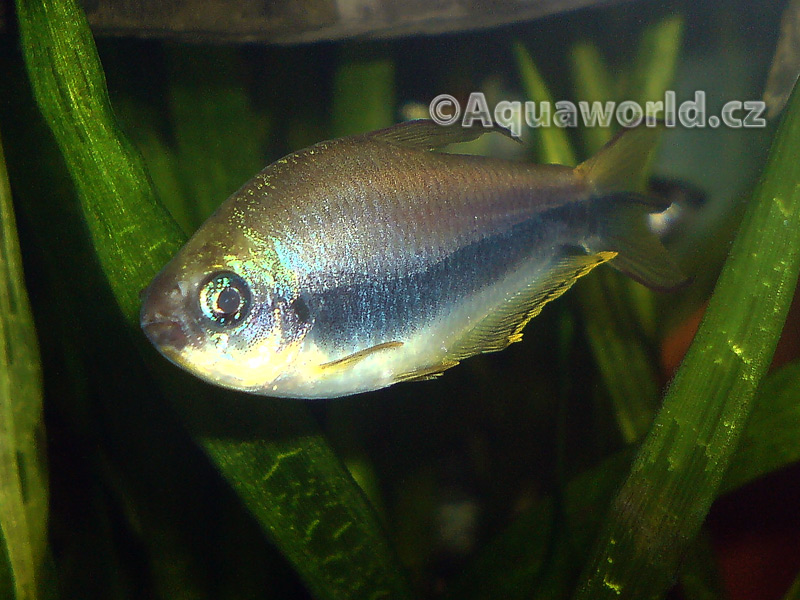 Nematobrycon palmeri - Tetra Císařská