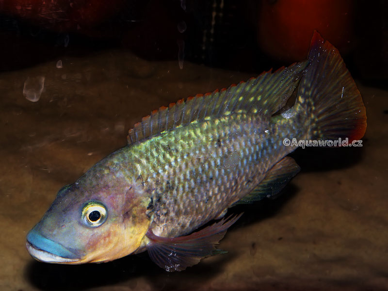 Oreochromis mossambicus