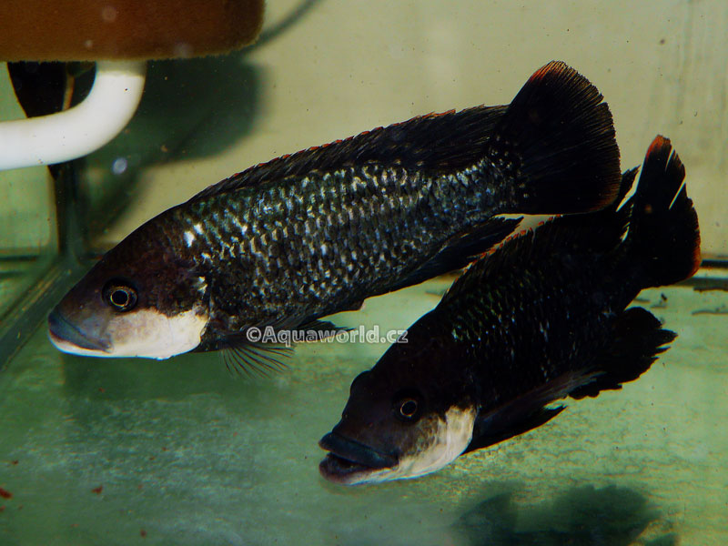 Oreochromis mossambicus