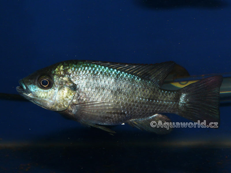 Oreochromis mossambicus