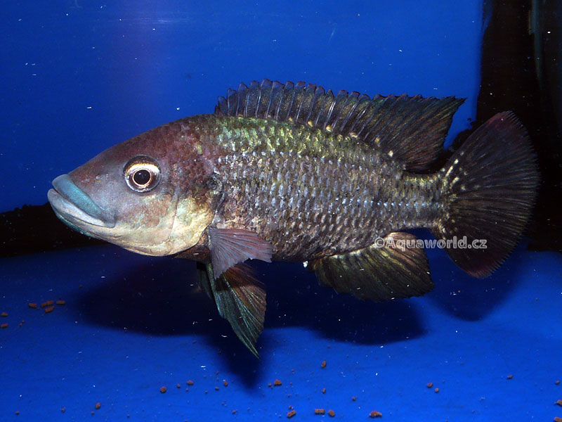 Oreochromis mossambicus