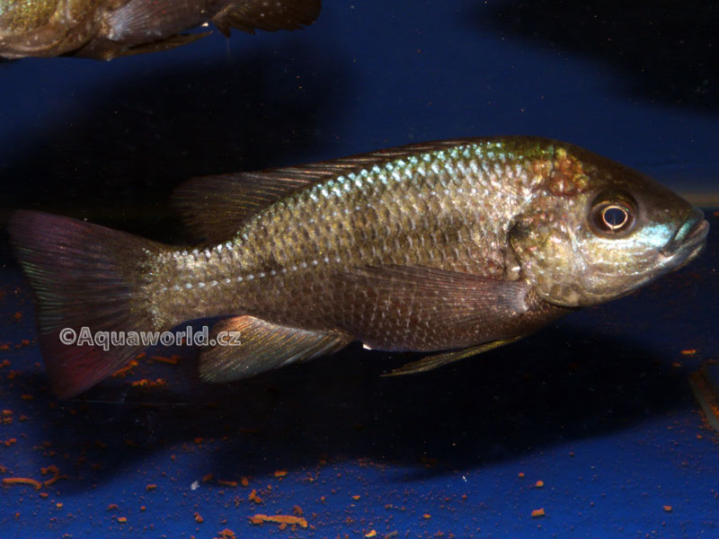 Oreochromis mossambicus