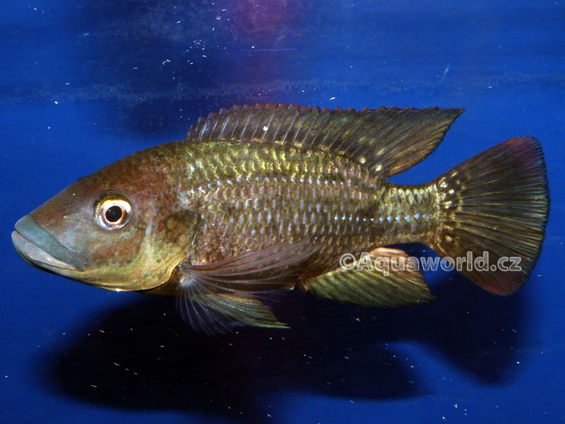 Oreochromis mossambicus