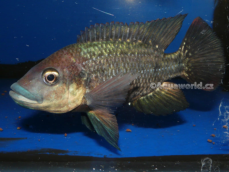 Oreochromis mossambicus